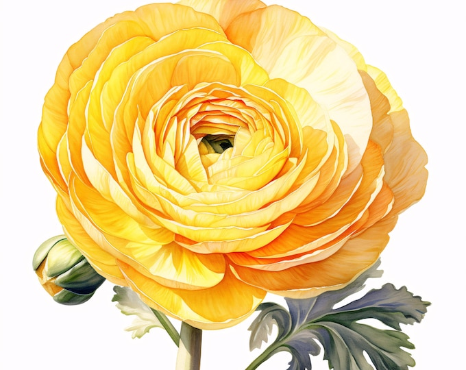 Watercolor Ranunculus Clipart: Yellow Flower Images for Commercial Use (JPGs, Instant Download)