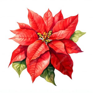 Clipart de Poinsétia, Imagens de Flores de Poinsétia, 10 Clip Art em Aquarela, JPGs para Impressão, Download Instantâneo, Uso Comercial, Artesanato em Papel