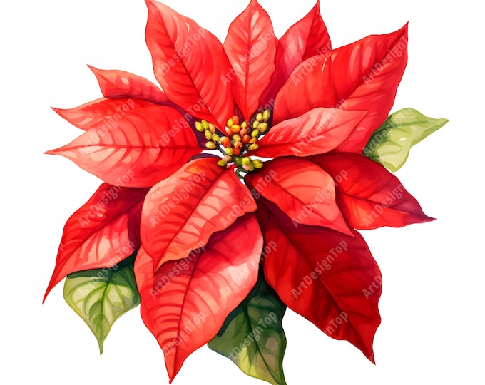 Poinsettia Clipart, Poinsettia Flower Images, 10 Watercolor Clip Art, Printable JPGs, Instant Download, Commercial Use, Paper craft