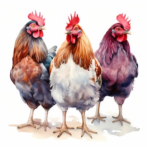 Imágenes prediseñadas de gallinas francesas, imágenes de pollos de granja, 10 imágenes prediseñadas de acuarela, JPG imprimibles, descarga instantánea, uso comercial, artesanía de papel