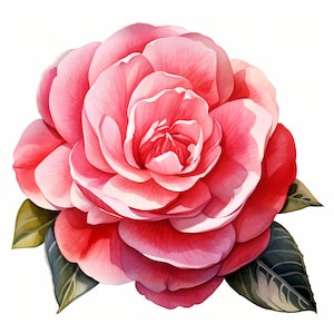 Camellia Clipart, Pink Flowers Images, 10 Watercolor Clip Art, Printable JPGs, Instant Download, Commercial Use, Paper craft