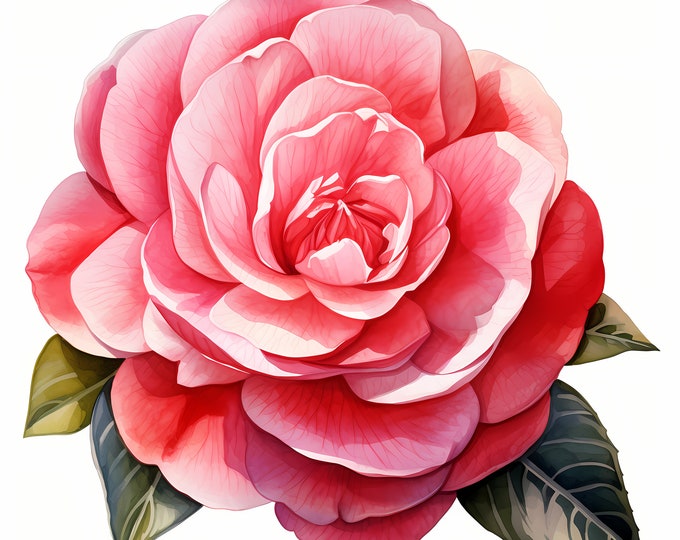 Camellia Clipart, Pink Flowers Images, 10 Watercolor Clip Art, Printable JPGs, Instant Download, Commercial Use, Paper craft