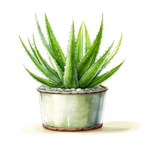 Aloe Vera Clipart, Aloe in Pot Images, 10 Watercolor Clip Art, Printable JPGs, Instant Download, Commercial Use, Paper craft