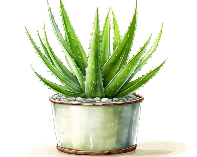 Aloe Vera Clipart, Aloe in Pot Images, 10 Watercolor Clip Art, Printable JPGs, Instant Download, Commercial Use, Paper craft