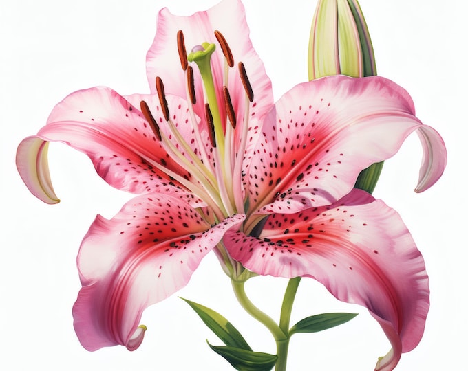 Stargazer Lily Clipart, Pink Lily Flower Images, 10 Watercolor Clip Art, Printable JPGs, Instant Download, Commercial Use, Paper craft