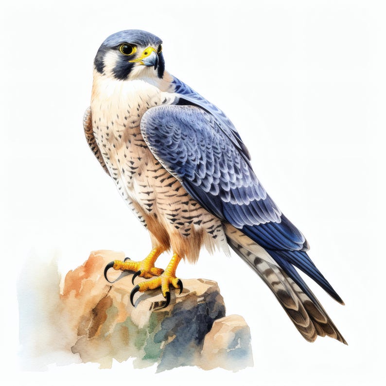 Falcon Colored Peregrine Falcon Clipart, Bird of Prey Images, 10 Watercolor Clip Art ...