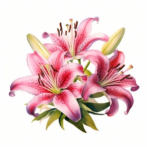 Stargazer Lily Clipart, Stargazer Lily Flowers Images, 10 aquarela clip art, JPGs para impressão, download instantâneo, uso comercial, artesanato em papel