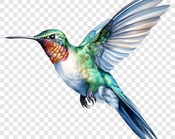 8 PNG Hummingbird Clipart, Tropical Bird Images, Watercolor Colibri Clip Art, Instant Download, Commercial Use, Paper craft, Nature Art