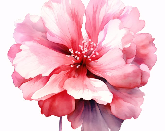 Watercolor Pink Hibiscus Flower Clipart: Tropical Bloom JPG Images (Instant Download, Commercial Use)