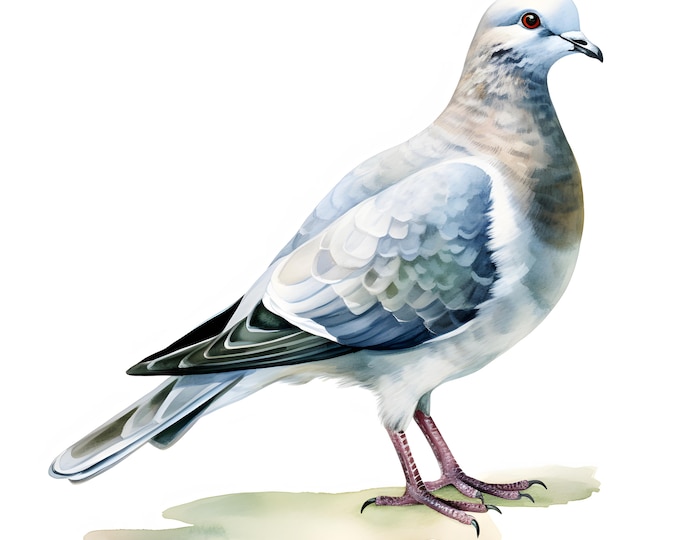 Gray Dove Clipart, Feral Pigeon Images, 10 Watercolor Clip Art, Printable JPGs, Instant Download, Commercial Use, Paper craft