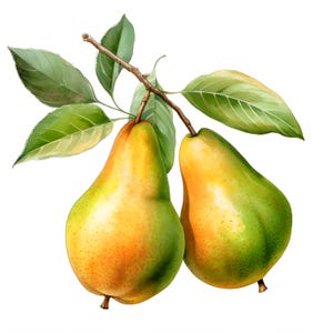 Clipart di pere, immagini di frutti di pera, 10 clipart ad acquerello, JPG stampabili, download immediato, uso commerciale, artigianato di carta