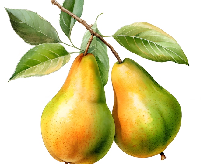 Pears Clipart, Pear Fruits Images, 10 Watercolor Clip Art, Printable JPGs, Instant Download, Commercial Use, Paper craft