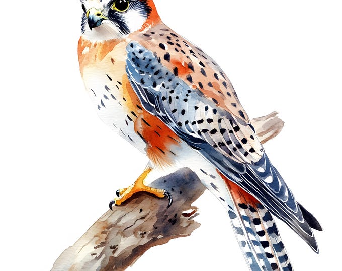 American Kestrel Clipart, Kestrel on Branch Images, 10 Watercolor Clip Art, Printable JPGs, Instant Download, Commercial Use, Paper craft