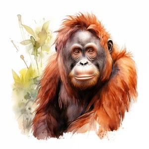 Watercolor Orangutan Clipart: 10 Printable Monkey Images (Commercial Use JPGs)