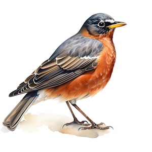 Clipart di pettirosso americano, immagini di uccelli pettirosso, 10 clipart di acquerelli, JPG stampabili, download immediato, uso commerciale, artigianato di carta