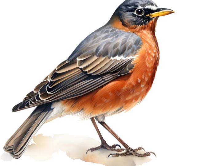 American Robin Clipart, Robin Bird Images, 10 Watercolor Clip Art, Printable JPGs, Instant Download, Commercial Use, Paper craft
