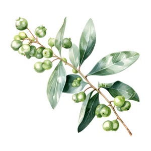 Clipart di vischio, immagini di vischio di Natale, 10 clipart di acquerelli, JPG stampabili, download immediato, uso commerciale, artigianato di carta