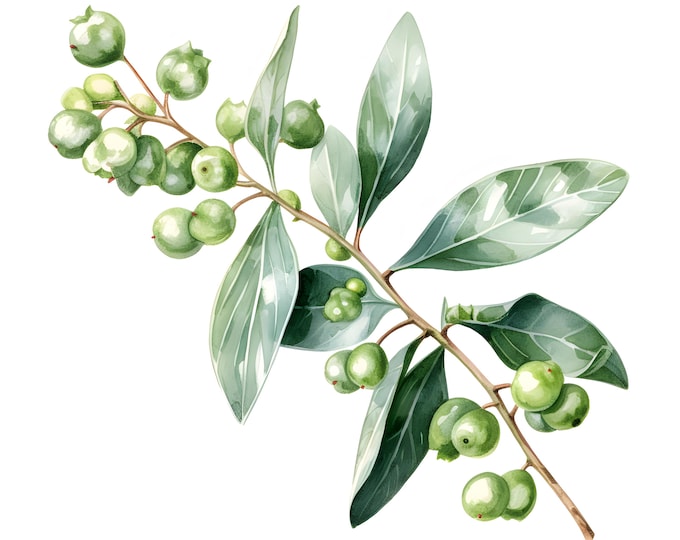 Mistletoe Clipart, Christmas Mistletoe Images, 10 Watercolor Clip Art, Printable JPGs, Instant Download, Commercial Use, Paper craft