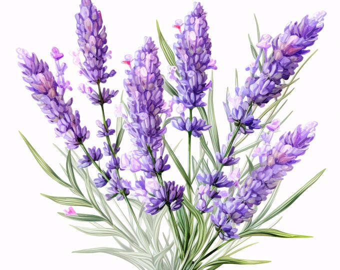 Watercolor Lavender Clipart: Provence Herbs, Floral Art (JPG Instant Download)