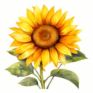 Zonnebloem clipart, afbeeldingen van zonnebloemen, 10 aquarel illustraties, afdrukbare jpg's, Instant Download, Commercieel gebruik, Papercraft