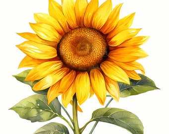 Könnte beinhalten: Eine einzelne Sonnenblume mit leuchtend gelben Blütenblättern und einer dunkelbraunen Mitte. Die Sonnenblume hat grüne Blätter und einen langen Stiel.
