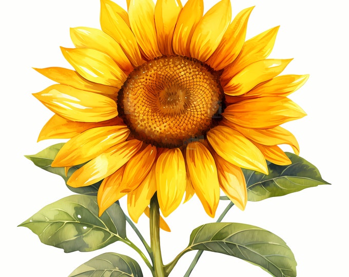 Sunflower Clipart, Sun Flowers Images, 10 Watercolor Clip Art, Printable JPGs, Instant Download, Commercial Use, Paper craft