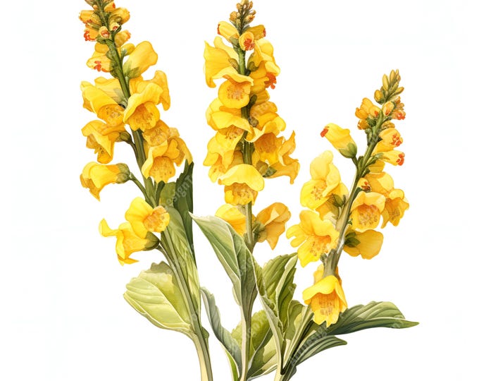 Mullein Clipart, Medicinal Herbs Images, 10 Watercolor Clip Art, Printable JPGs, Instant Download, Commercial Use, Paper craft