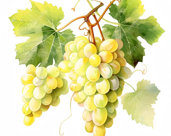 Ripe Grapes Clipart, Grape Branches Images, 10 Watercolor Clip Art, Printable JPGs, Instant Download, Commercial Use, Paper craft