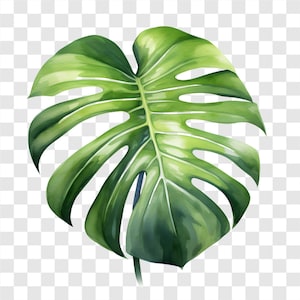 Watercolor Monstera Leaf Clipart: Tropical PNG Set (Commercial Use)
