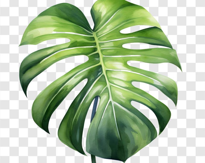 10 PNG Monstera Leaf, Tropical Leaves Clipart, Watercolor Clip Art, Instant Download, Commercial Use, Paper craft