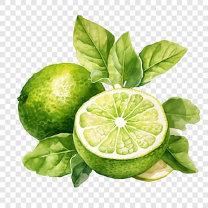 10 clipart PNG di bergamotto, immagini di agrumi e lime, clipart ad acquerello, download immediato, uso commerciale, lavori di carta