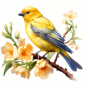 Canário Amarelo Clipart, Imagens de Canário, 10 Aquarela Clip Art, JPGs para Imprimir, Download Instantâneo, Uso Comercial, Papel Artesanal
