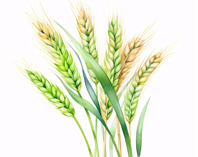 Watercolor Wheat Clipart: Golden Grain Illustrations (JPGs, Commercial Use