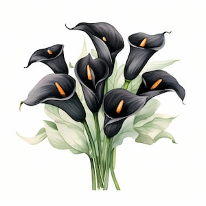 Clipart de buquê de lírios de Calla, Imagens de flores pretas, 10 clipart de aquarela, JPGs para impressão, Download instantâneo, Uso comercial, Artesanato em papel