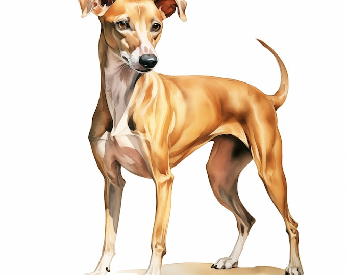 Whippet Clipart, Whippet Dog Images, 10 Watercolor Clip Art, Printable JPGs, Instant Download, Commercial Use, Paper craft