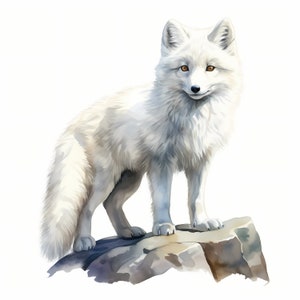Clipart renard arctique, images de renard de Noël hiver, 10 cliparts aquarelle, fichiers JPG imprimables, téléchargement immédiat, usage commercial, créations en papier