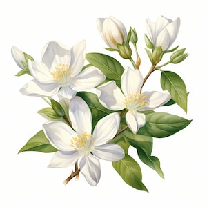 Clipart de jasmim, imagens de flores de jasmim, 10 clipart em aquarela, JPGs para impressão, download instantâneo, uso comercial, artesanato em papel