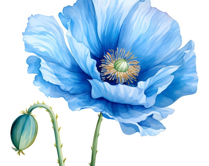 Blue Poppy Clipart, Beautiful Poppy Images, 10 Watercolor Clip Art, Printable JPGs, Instant Download, Commercial Use, Paper craft
