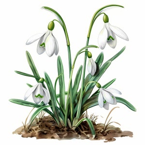 Imágenes prediseñadas de campanillas de invierno, imágenes de flores de primavera, 10 imágenes prediseñadas de acuarela, JPG imprimibles, descarga instantánea, uso comercial, artesanía de papel