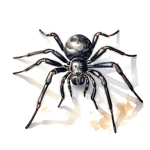 May include: A black spider with red markings on its legs, against a white background.