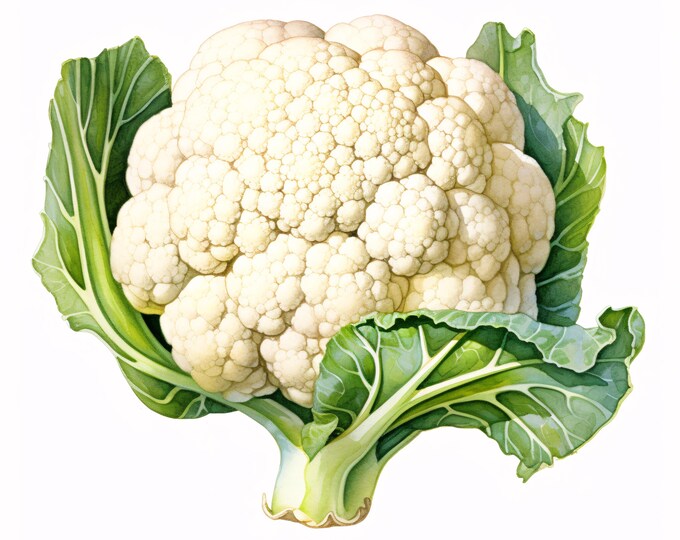 Watercolor Cauliflower Clipart: 10 Fresh Vegetable JPGs (Commercial Use, Instant Download)