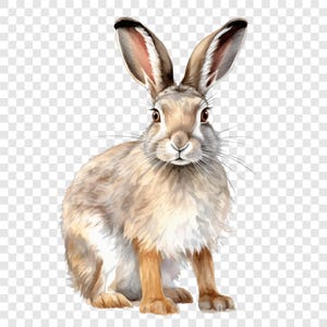Peut inclure: Illustration à l'aquarelle d'un lièvre aux longues oreilles, au pelage brun et aux pattes beiges. Le lièvre est assis, face à l'avant, avec des yeux et des moustaches détaillés. Le fond est transparent.