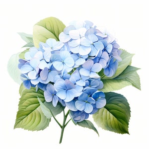 Hydrangea Clipart, Hydrangea Flowers Images, 10 Watercolor Clip Art ...