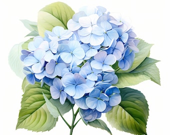 Watercolor Hydrangea Clipart: 10 Floral JPG Images (Commercial Use, Instant Download)