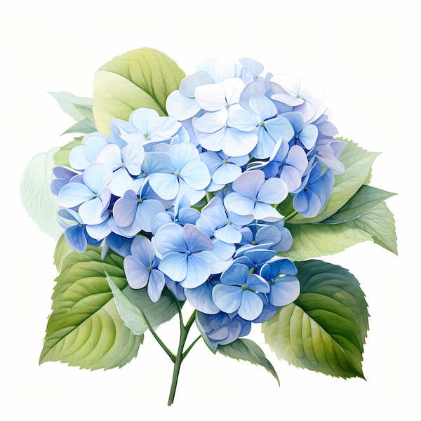 Hydrangea, Hydrangea Flowers - Watercolor Clipart Set with 10 JPG Images - Instant Download, Commercial Use, Digital Prints