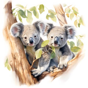 Clipart paire de koalas, images de koalas câlins, 10 cliparts aquarelle, fichiers JPG imprimables, téléchargement immédiat, usage commercial, créations en papier