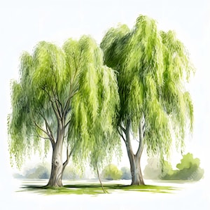May include: Watercolor painting of two weeping willow trees with cascading green foliage. The trees have textured gray-brown trunks and are set against a soft, blurred background of green and white.