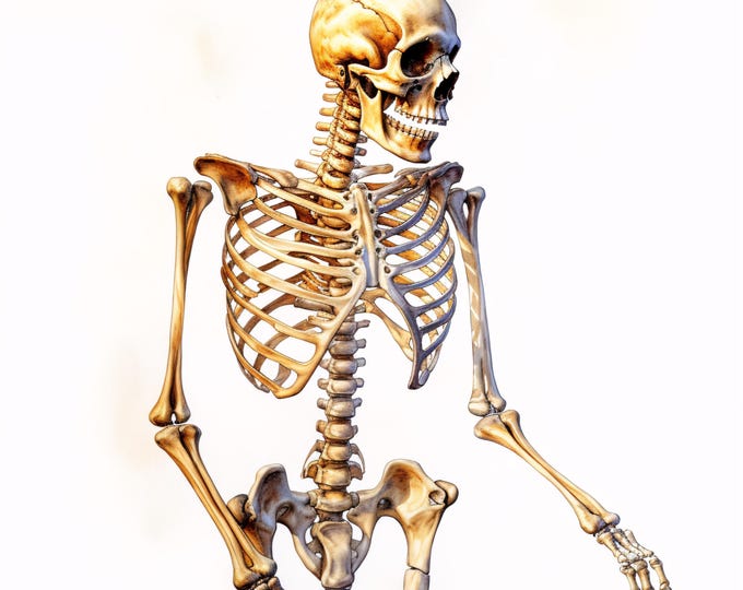 Human Skull Clipart, Anatomy Skeleton Images, 10 Watercolor Clip Art, Printable JPGs, Instant Download, Commercial Use, Paper craft