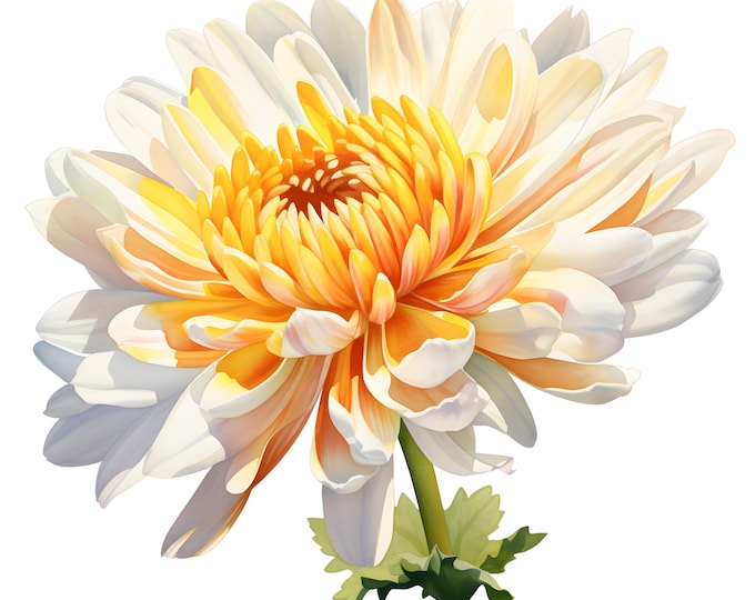 Chrysanthemum Clipart, Chrysanthemum Flower Images, 10 Watercolor Clip Art, Printable JPGs, Instant Download, Commercial Use, Paper craft