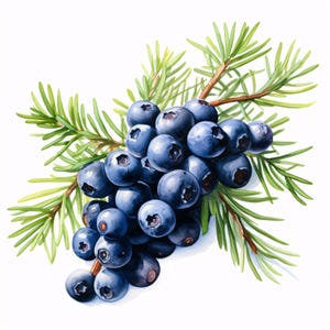 May include: Watercolor illustration of a cluster of ripe, dark blue blueberries with green pine needles and a brown stem. The berries are round and glossy, with a slight indentation at the top. The image is set against a white background.